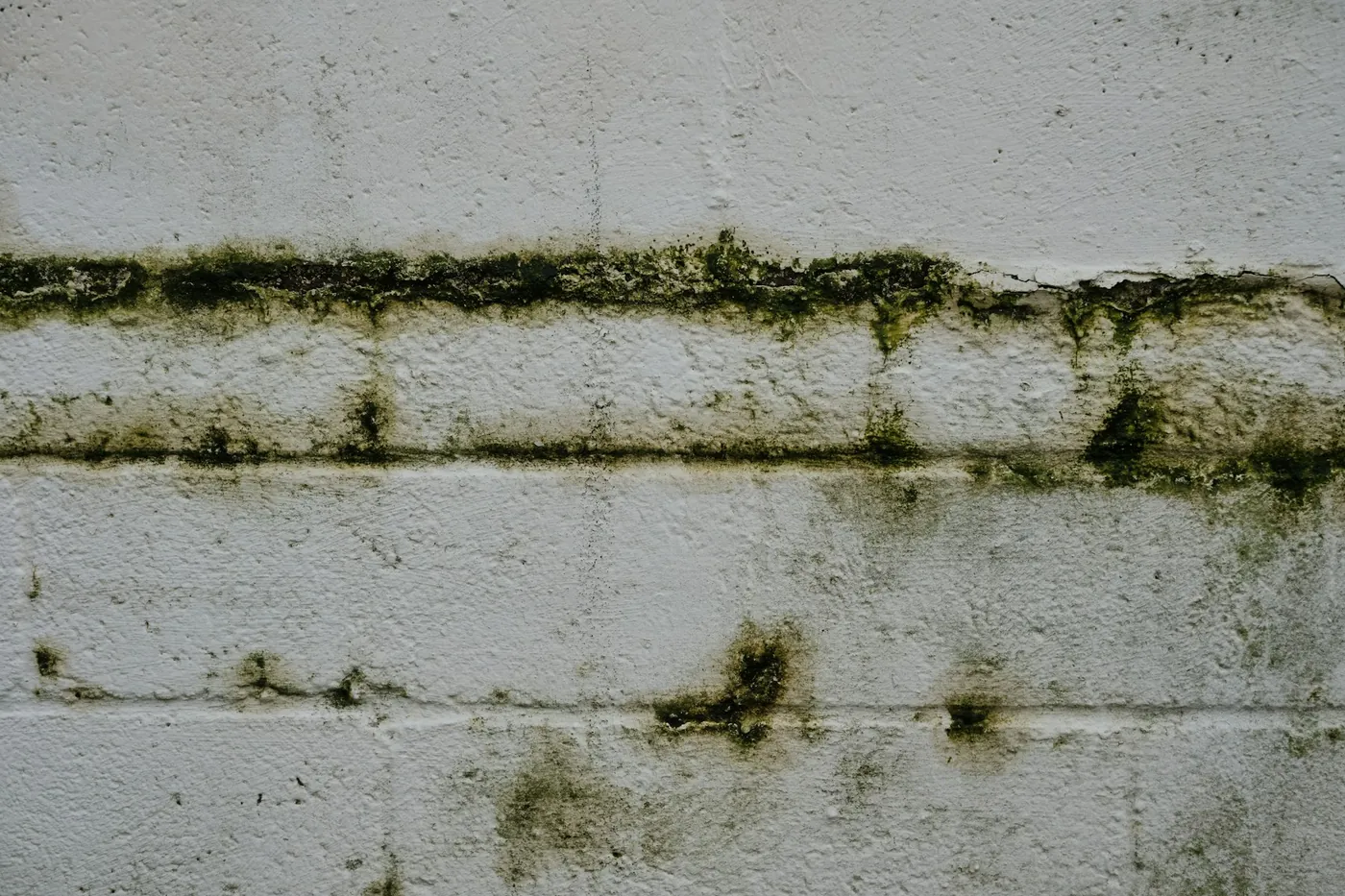 Mould growth along the mortar of a painted brick wall